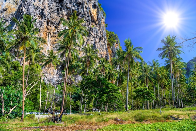 Palme da cocco e rocce vicino all'acqua Tonsai Bay Railay Beach