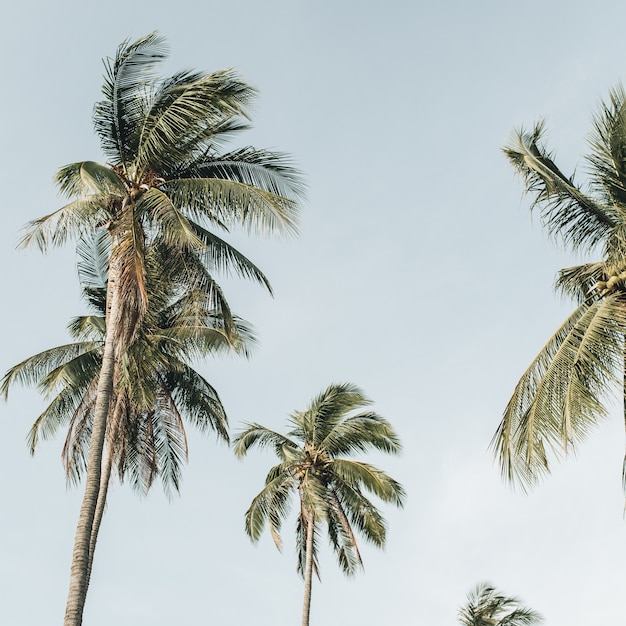 Palme da cocco esotiche tropicali solitarie contro il cielo blu