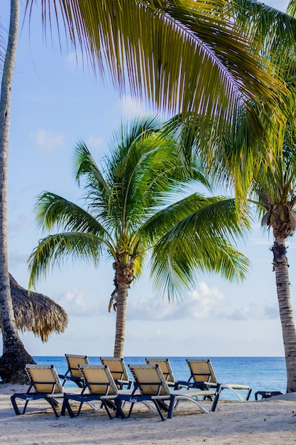 Palme da cocco nei Caraibi