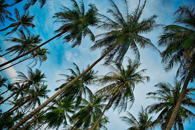 Palme da cocco su limpidi cieli estivi