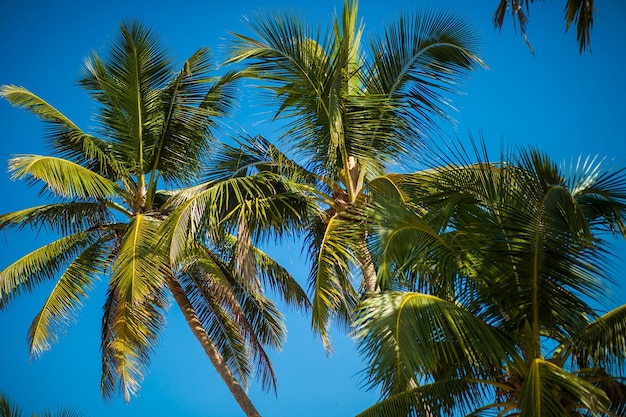 Palme da cocco su sfondo blu cielo