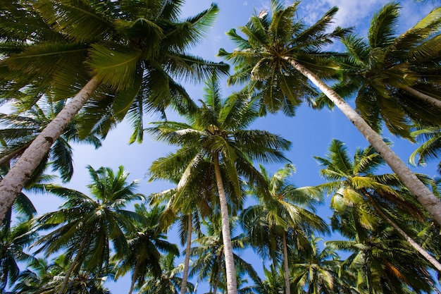 Palme da cocco sul cielo blu. Indonesia. Oceano Indiano.