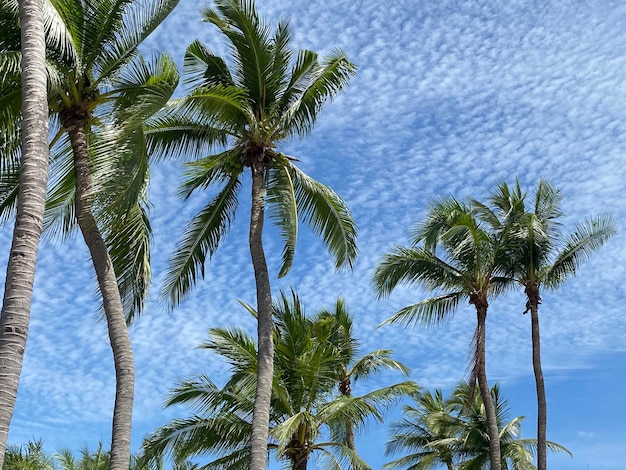 Palme da cocco sul cielo estivo