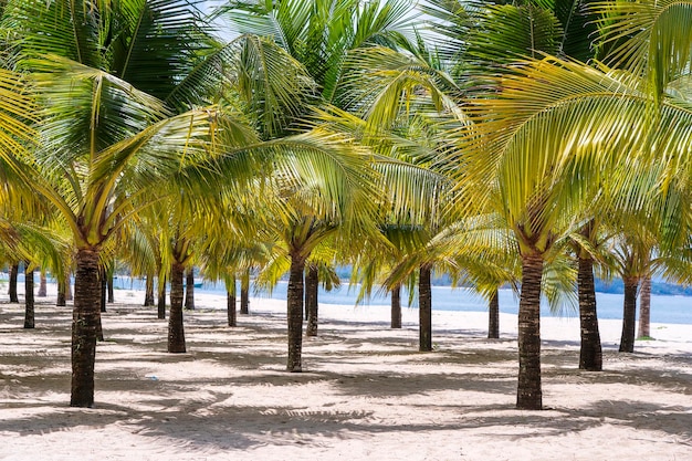 Palme da cocco sulla spiaggia di sabbia bianca vicino al Mar Cinese Meridionale sull'isola di Phu Quoc Vietnam Concetto di viaggio e natura