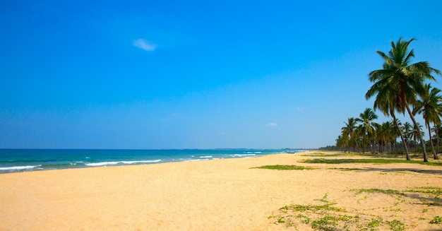 Palme da cocco sulla spiaggia sabbiosa