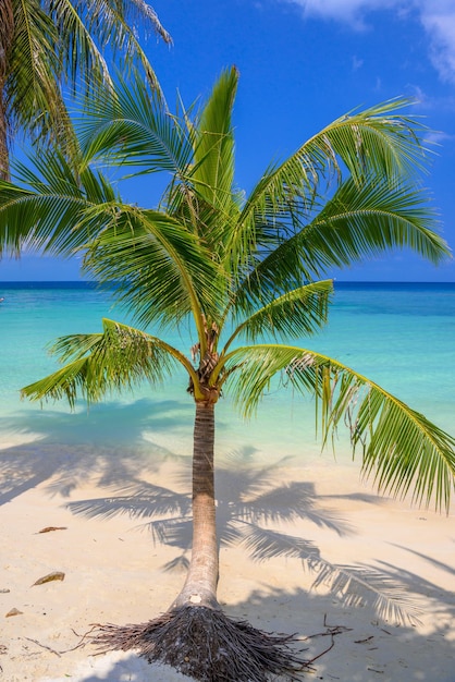 Palme da cocco sulla spiaggia tropicale di Haad Yao Isola di Koh Phangan Su