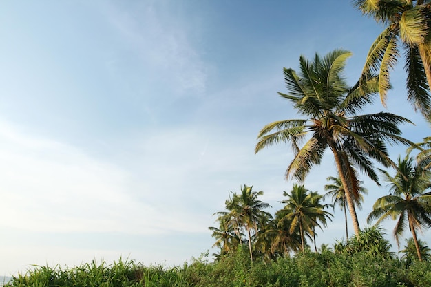 Palme da cocco tropicali e cielo blu nuvoloso