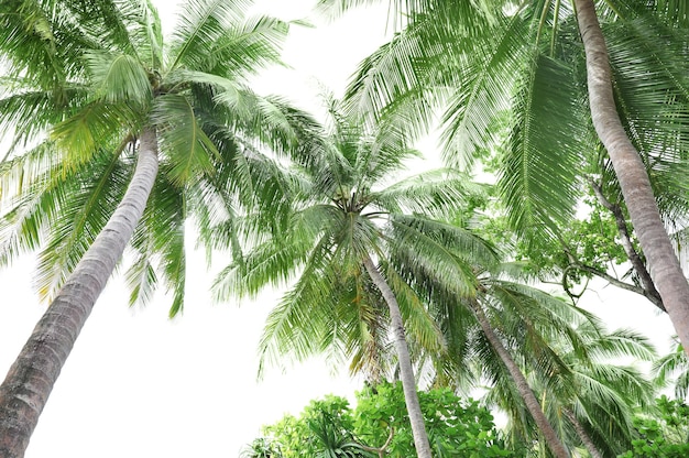 Palme da cocco tropicali su sfondo bianco