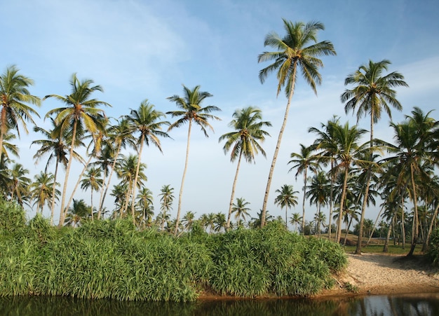 Palme da cocco tropicali vicino all'acqua e al cielo blu nuvoloso