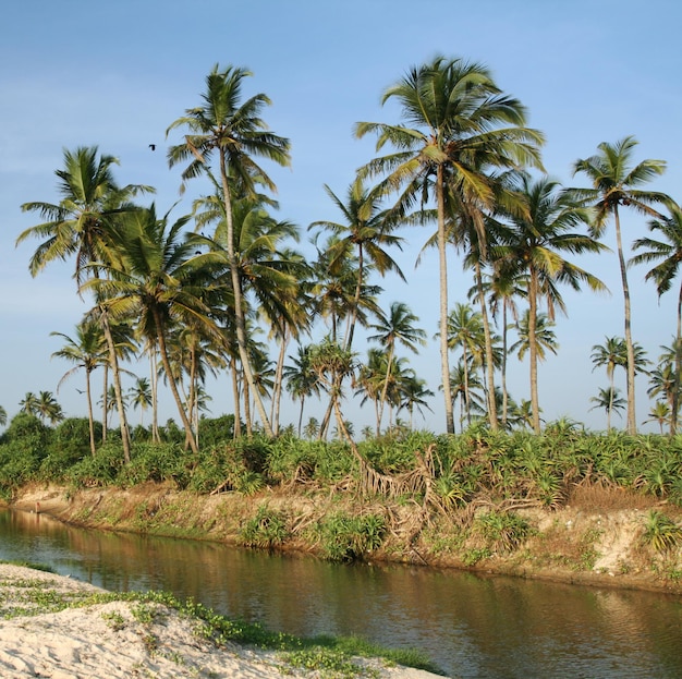 Palme da cocco tropicali vicino all'acqua e al cielo blu nuvoloso