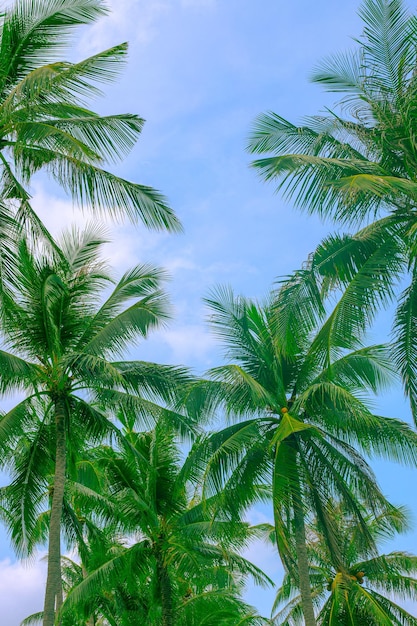 Palme da cocco verdi contro il cielo blu Viaggi e turismo nella giungla tropicale