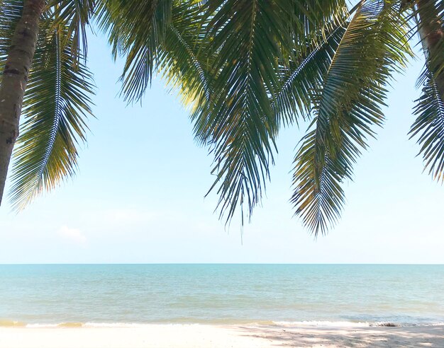 Palme da cocco verdi sull'erba in spiaggia soleggiata