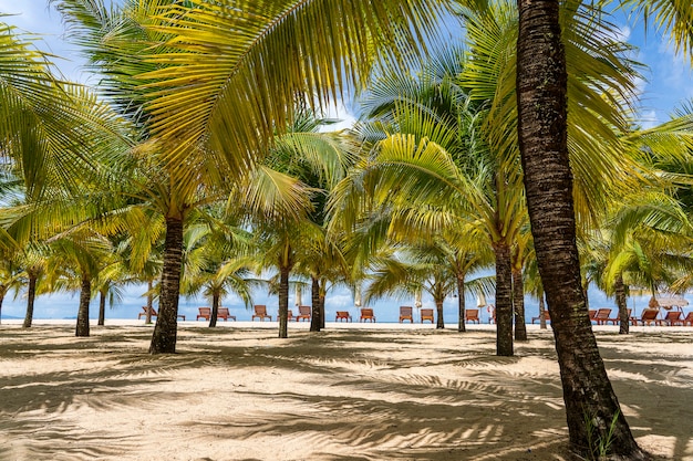 Palme da cocco verdi sulla spiaggia di sabbia bianca vicino al Mar Cinese Meridionale sull'isola di Phu Quoc, Vietnam. Concetto di viaggio e natura
