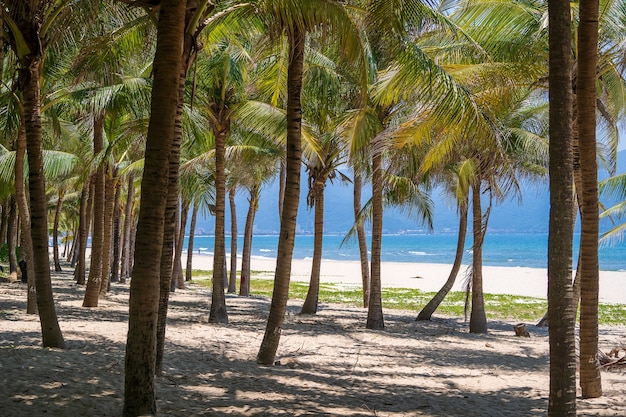 Palme da cocco verdi sulla spiaggia di sabbia bianca