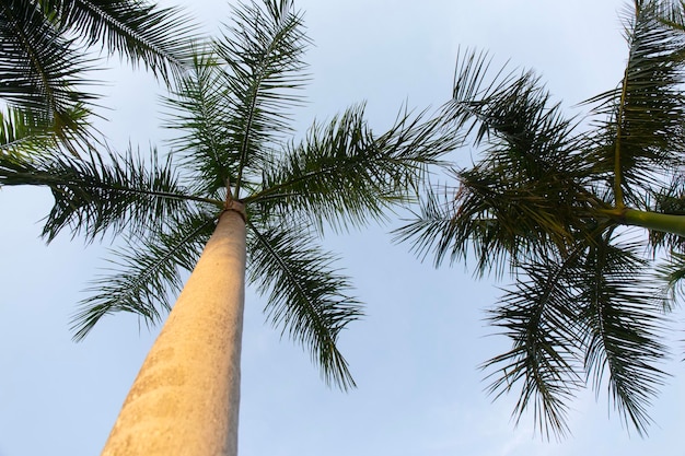 Palme da cocco vista dal basso verso l'alto in controluce