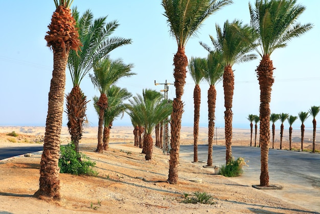 Palme da datteri vicino al Mar Morto in Israele