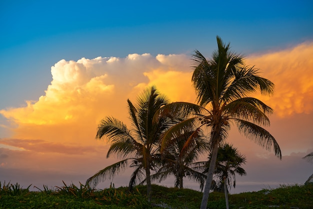 Palme del cocco del cielo di tramonto nei Caraibi