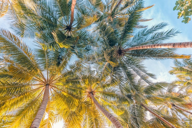 Palme del fondo della spiaggia di estate contro il cielo blu. Destinazione di viaggio tropicale di natura esotica