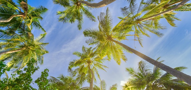 Palme del fondo della spiaggia di estate contro il panorama soleggiato dell'insegna del cielo blu. Viaggio in paradiso tropicale