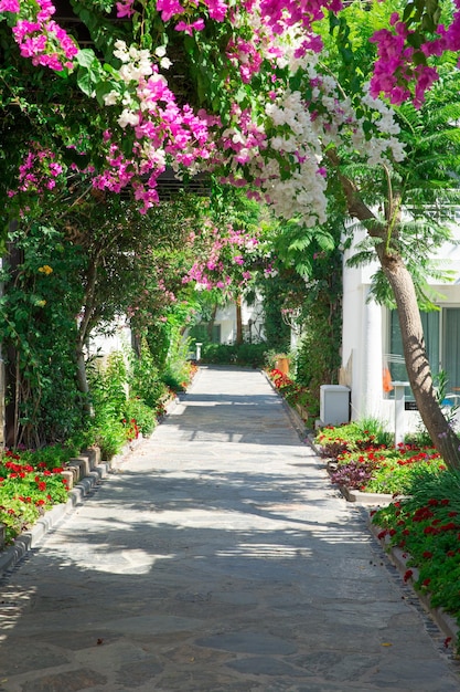 Palme dell'albero della Turchia della località di soggiorno dell'hotel del giardino del paesaggio bella