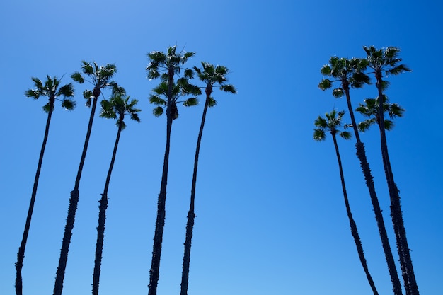 Palme della California su cielo blu