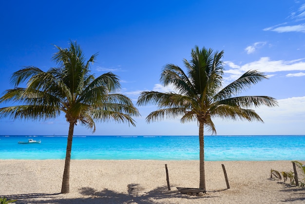 Palme della spiaggia caraibica del cocco Riviera Maya