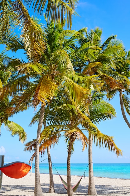 Palme della spiaggia di Smathers di Key West Florida Stati Uniti