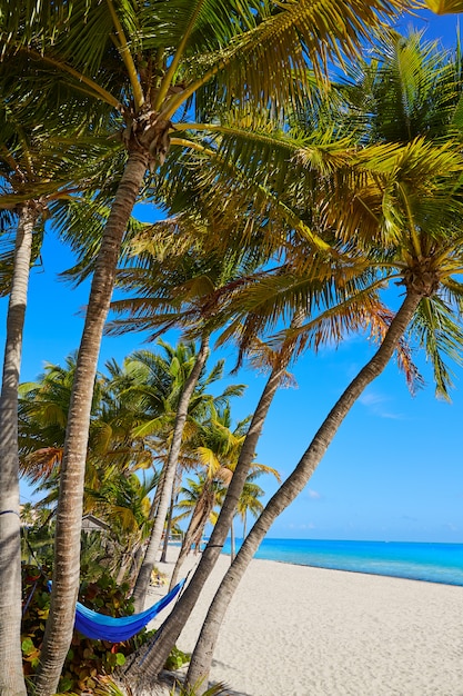 Palme della spiaggia di Smathers di Key West Florida Stati Uniti