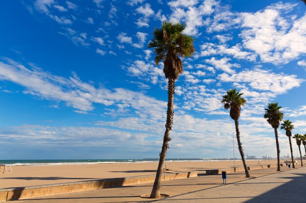 Palme della spiaggia di Valencia Malvarrosa Las Arenas in Patacona