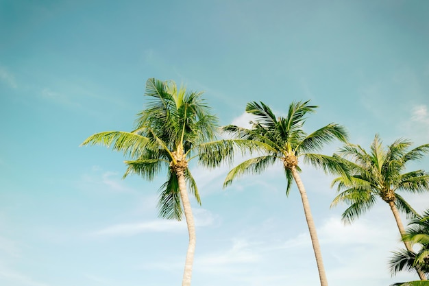 Palme di cocco spiaggia mare cielo in estate della vacanza annata tonificato