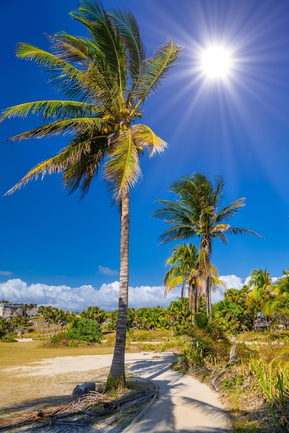 Palme di cocco vicino alle rovine Maya di Tulum Riviera Maya Yucatan Mar dei Caraibi Messico