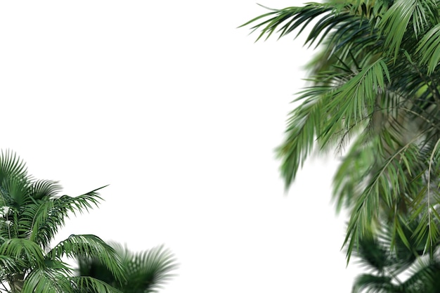 Palme di piante tropicali isolate su sfondo bianco Primo piano botanico Spazio di copia Ritagliare l'elemento di progettazione grafica Foglie realistiche Rendering 3D