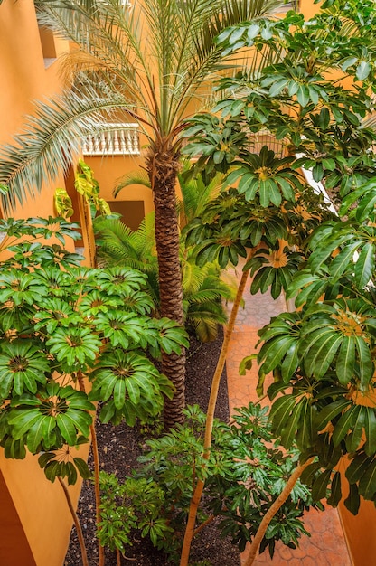 Palme e alberi del cortile dell'hotel a Tenerife Spagna