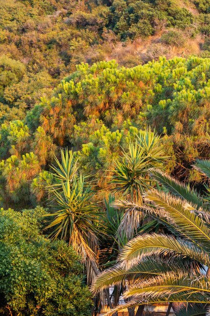 Palme e cespugli verdi sul mare della Calabria, Italia meridionale