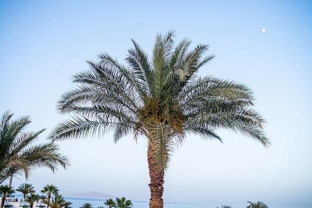 Palme e cielo azzurro