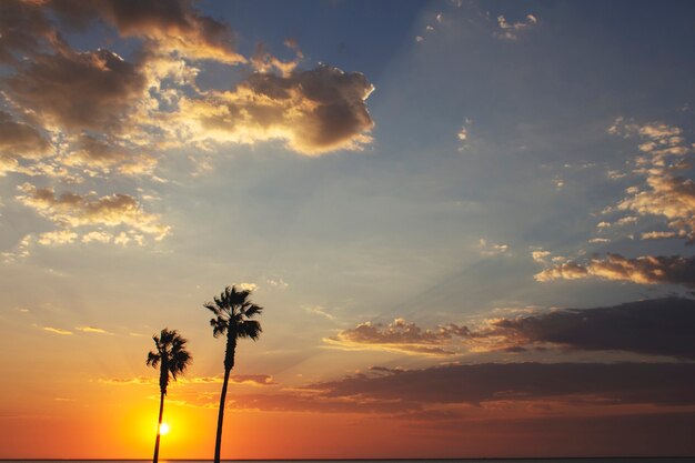 Palme e cielo colorato con un bel tramonto