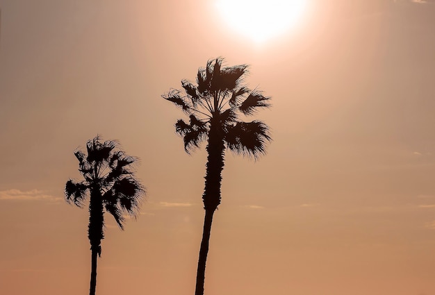 Palme e cielo colorato con un bel tramonto