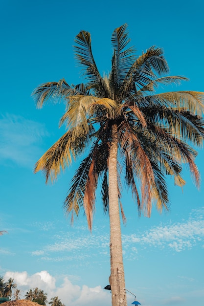 Palme e cielo sull'isola