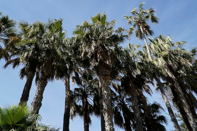 Palme e cielo sullo sfondo