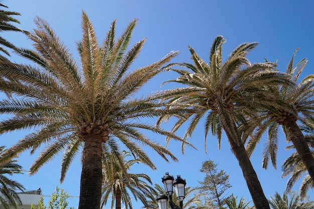 Palme e cielo sullo sfondo