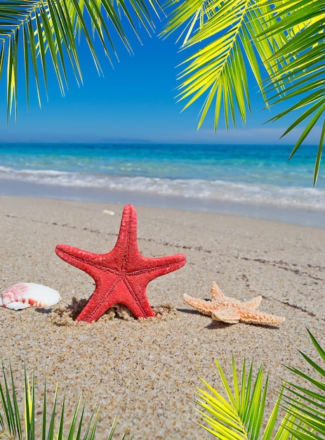 Palme e conchiglie delle stelle marine in una spiaggia deserta