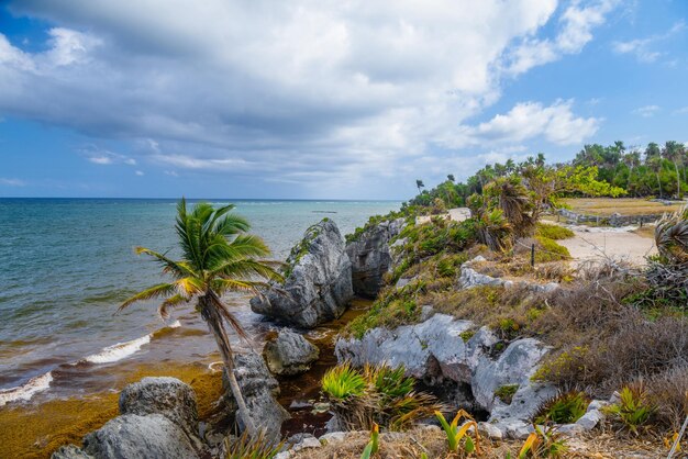 Palme e rocce sulla spiaggia Rovine Maya di Tulum Riviera Maya Yucatan Mar dei Caraibi Messico