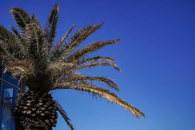 Palme estive contro il cielo blu