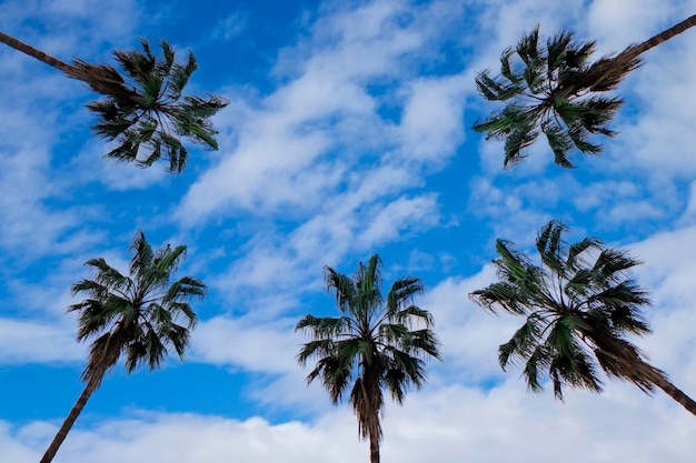 Palme Guardare verso il cielo Inquadratura dal basso delle palme contro un fantastico cielo limpido