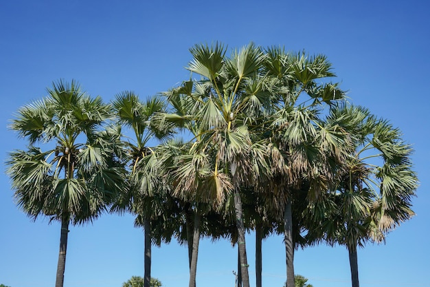 Palme in fila con il cielo sullo sfondo