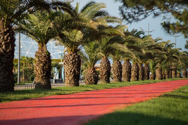 Palme In Strada