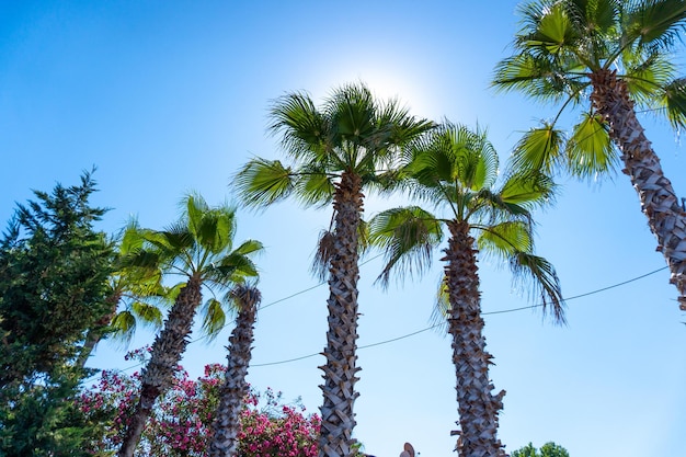 Palme in una giornata di sole