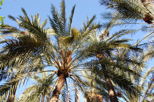 Palme in una posizione tropicale in estate