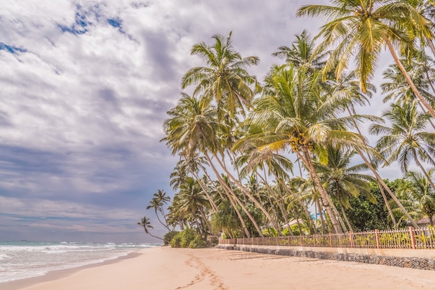 Palme lungo la riva di sabbia sulla costa tropicale.