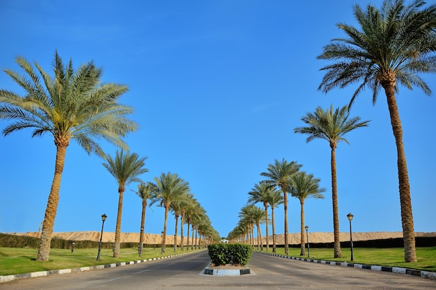 Palme lungo la strada e un bel cielo azzurro